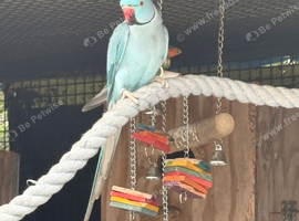 Make ringneck