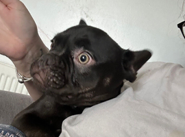 French bulldog
