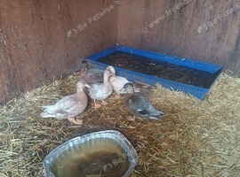 Showing Call ducks for sale.