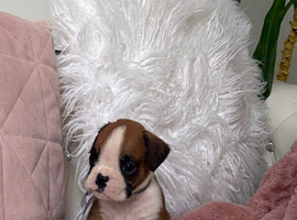 Gorgeous puppies for sale In Gainsborough