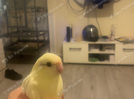 Hand tame Kakariki&rsquo;s