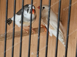 Zebra finch
