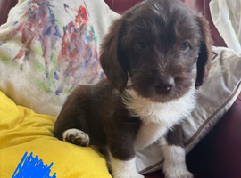 READY NOW Adorable Labradoodles