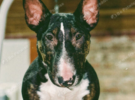 KC registered bull terrier