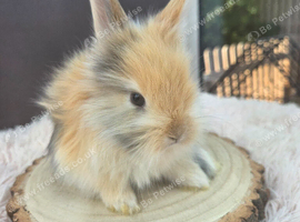 English Angora Babies for Sale