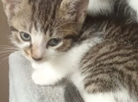 Beautiful kittens looking for their forever homes