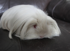 Sheltie Male adult Guinea pig
