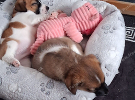 Jack russel pups