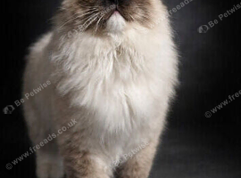 Tica registered proven stud