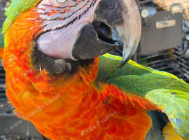 HyBrid Macaw