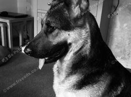 Female German Shepherd