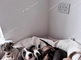 Miniature dachshund