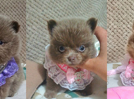 Amazing lilac girls russian line pomeranians