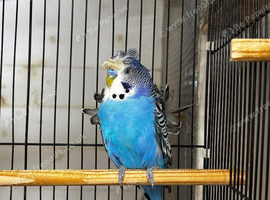 Male helicopter budgie