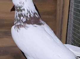 Pigeons for sale