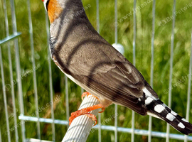 Male zebra finch for sale