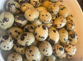 Quail eggs for eatin
