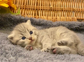 EXCEPTIONAL SCOTTISH/BSH KITTENS (READY 17TH JULY)