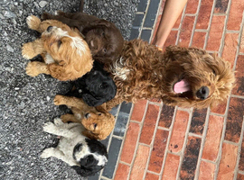 Beautiful cockapoo puppies