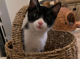 ASHFORD KENT &pound;40 Kittens 11 weeks old ready to GO!