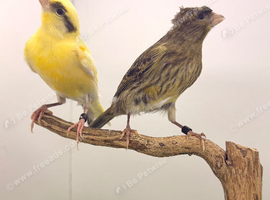 This year mixed canary&rsquo;s available