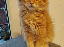 Kittens ready for rehoming