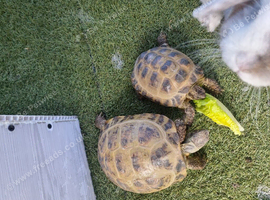 Tortoises