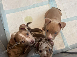 Pocket Bully puppies available