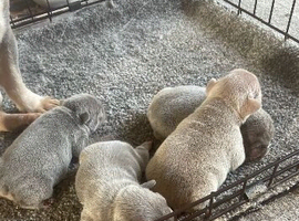 4 beautiful French bull dog puppies