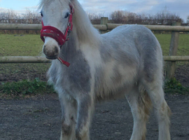 Blue and white filly