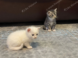 Mixed White and Bengal Kittens