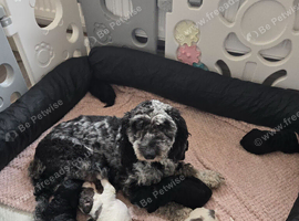 Cockerpoo puppies ready end of august