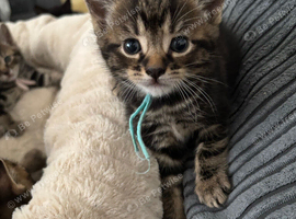 2 beautiful kittens left, Ready in 3 weeks