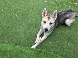 Male Husky for sale