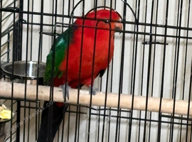 Baby King parrots Glasgow