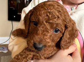 Cockapoo