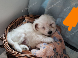 2 male teacup malteses
