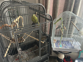 Parakeet