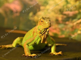 Female green iguana