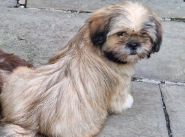 Beautiful 5-Month-Old Sable Female Puppy &ndash; Mimi