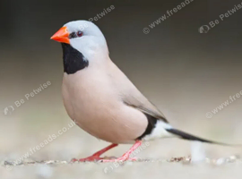 Wanted Hen Hex finch