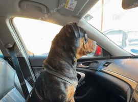 Rottie cross