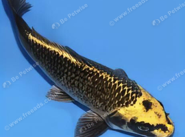 Gold Metallic Ghost Koi 4&rdquo;