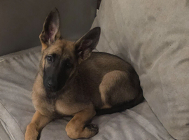 13 week old last 1