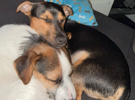 Jack Russell&rsquo;s, 7months old