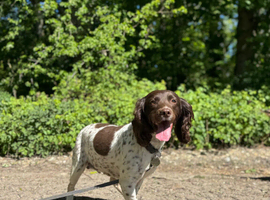 Beautiful KC Registered Female Springer Spaniel