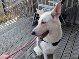 German shepherd x husky