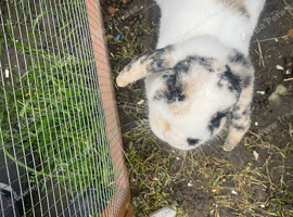 rabbit