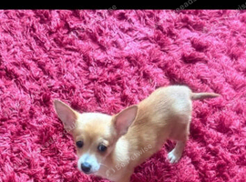 Chihuahua
