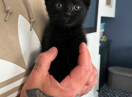 Black kitten